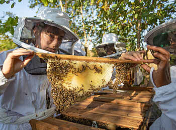 Chicari Camp: Honig Projekt Chicari Camp: Honig Projekt