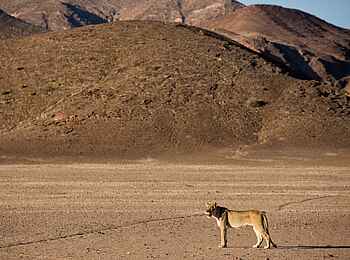 Hoanib Valley Camp: Einsame Löwin