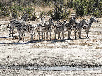 Jozibanini Camp: Herde von Zebras Jozibanini Camp: Herde von Zebras