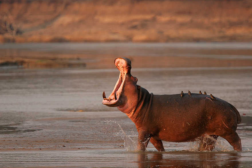 Kaingo Hippo Hide: Aufgerissenes Maul Kaingo Hippo Hide: Aufgerissenes Maul