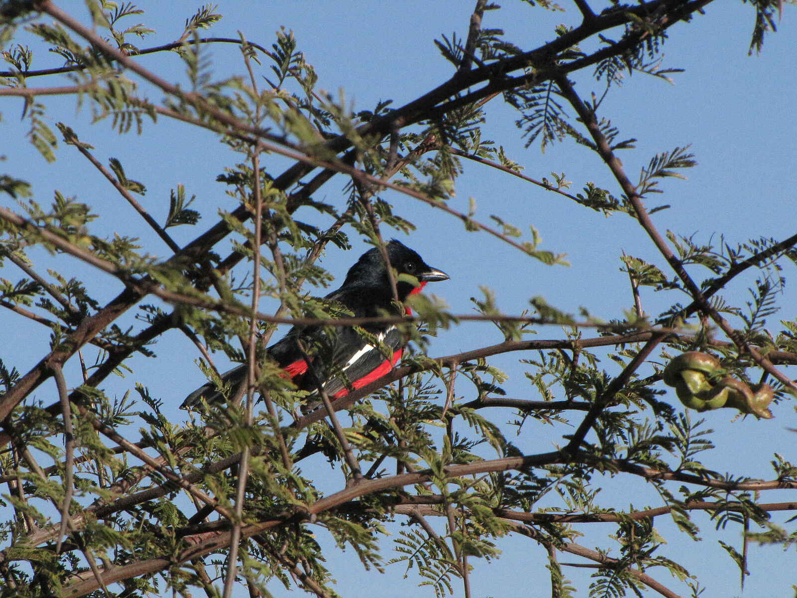 Khama Rhino Sanctuary: Rotbauchwürger Khama Rhino Sanctuary: Rotbauchwürger