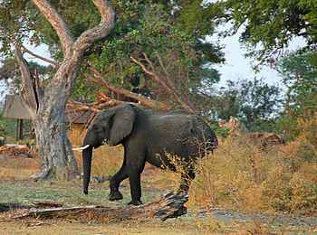 Kujwana Camp: Elefant im Camp