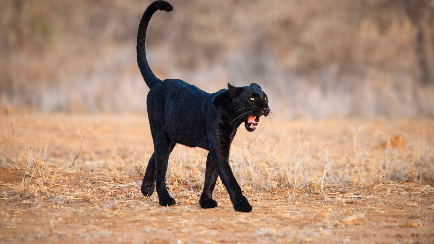 Laikipia Wilderness Main Camp: Ein schwarzer Leopard Laikipia Wilderness Main Camp: Ein schwarzer Leopard
