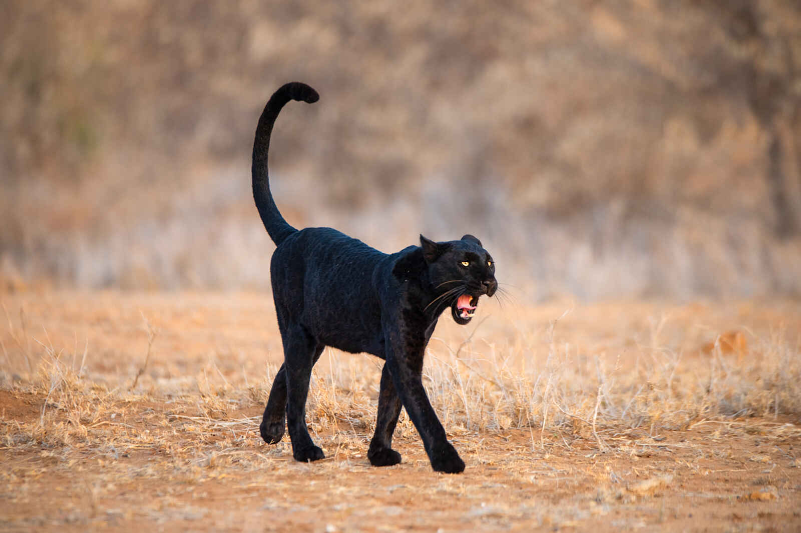 Laikipia Wilderness Main Camp: Ein schwarzer Leopard Laikipia Wilderness Main Camp: Ein schwarzer Leopard