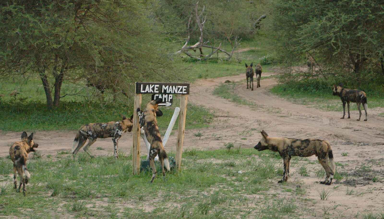 Lake Manze Camp: Lake Manze Wildhunde Lake Manze Camp: Lake Manze Wildhunde
