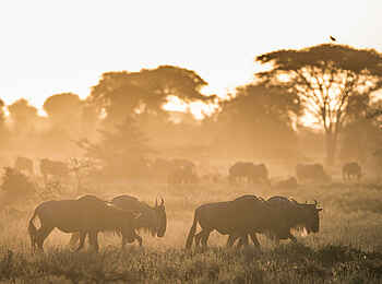 Legendary Nyasi Tented Camp: Gnus im Morgenlicht