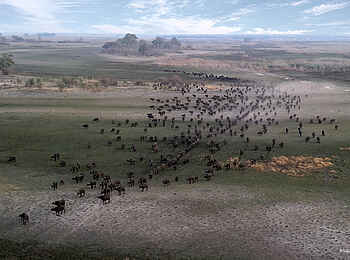 Luiana Plains Expedition Camp: Büffelherde aus der Vogelperspektive