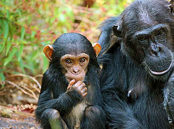 Mbali Mbali Mahale Lodge: Mutter mit Jungem