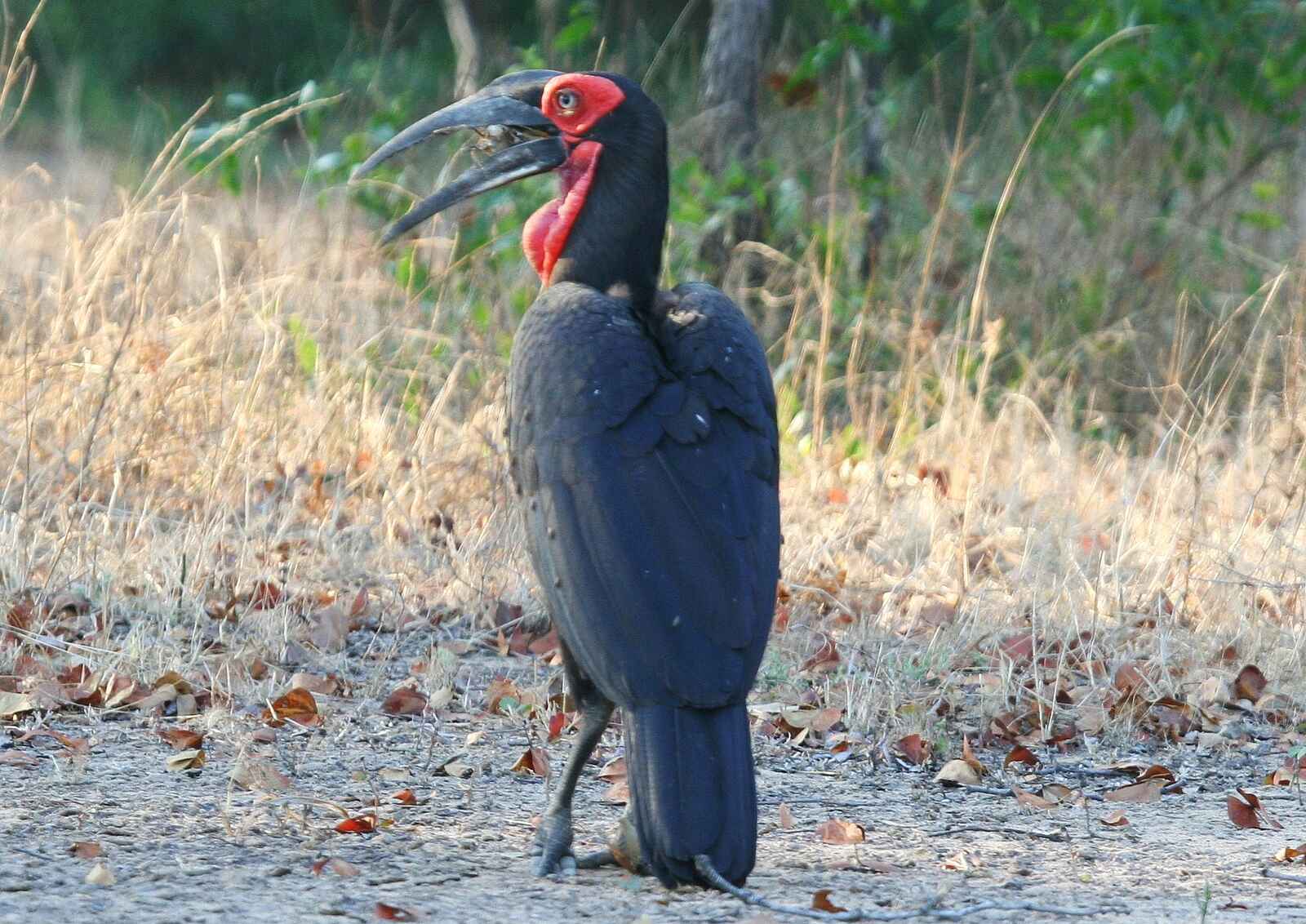 Miyala Camp: Birding Miyala Camp: Birding