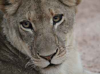 Mukambi Fig Tree Bush Camp: Das Profilbild einer Löwin