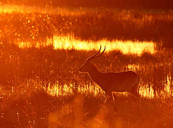 Nambwa Lodge: Wasserbock Nambwa Lodge: Wasserbock