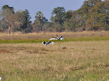 Nanzhila Plains Safari Camp: Tanzende Sattelstörche Nanzhila Plains Safari Camp: Tanzende Sattelstörche