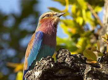 Norman Carr Safaris: Gabelracke