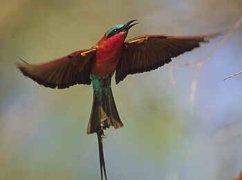 North Island Okavango Safari Camp: Roter Bienenfresser