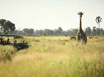 Nxabega Okavango Tented Camp: Giraffe Nahaufnahme