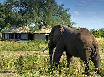 Nyamatusi Mahogany: Elefant vor dem Camp