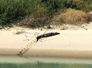 Okahirongo River Camp: Flusskrokodil Okahirongo River Camp: Flusskrokodil