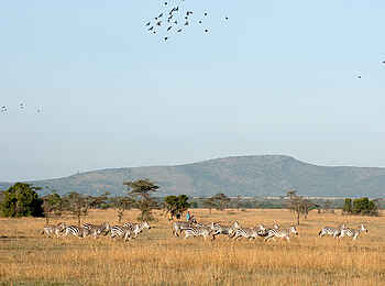 Ol Pejeta Bush Camp: Zebraherde