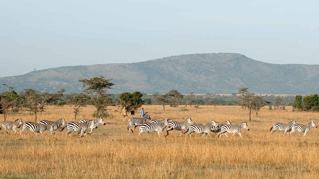 Ol Pejeta Bush Camp: Zebraherde