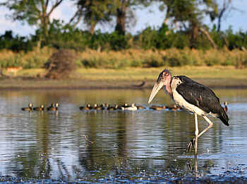 Qorokwe Camp: Marabu