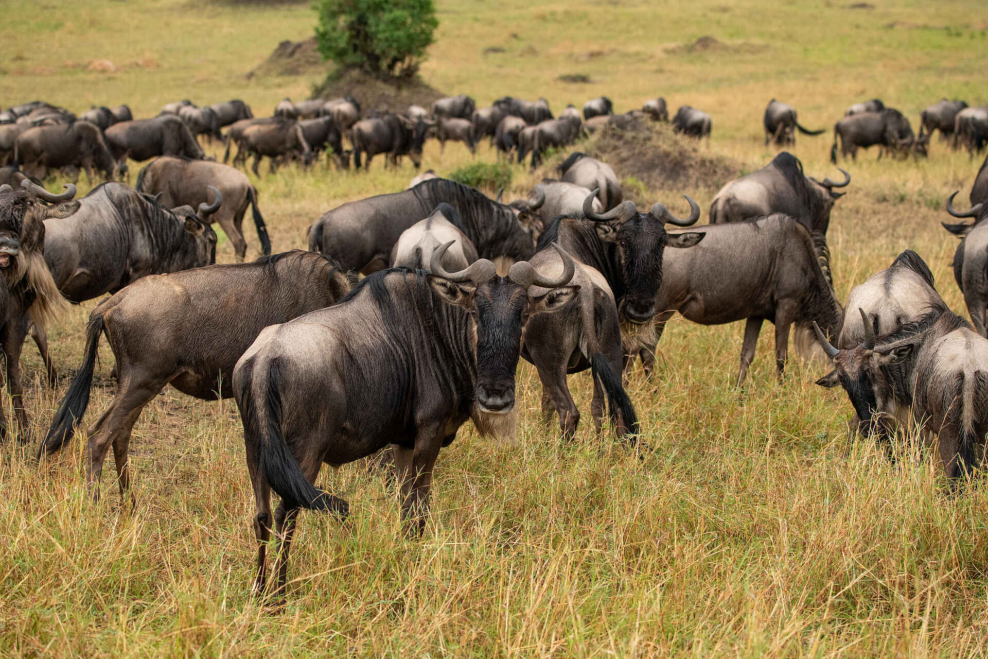 The Retreats at Sayari Camp: Gnus
