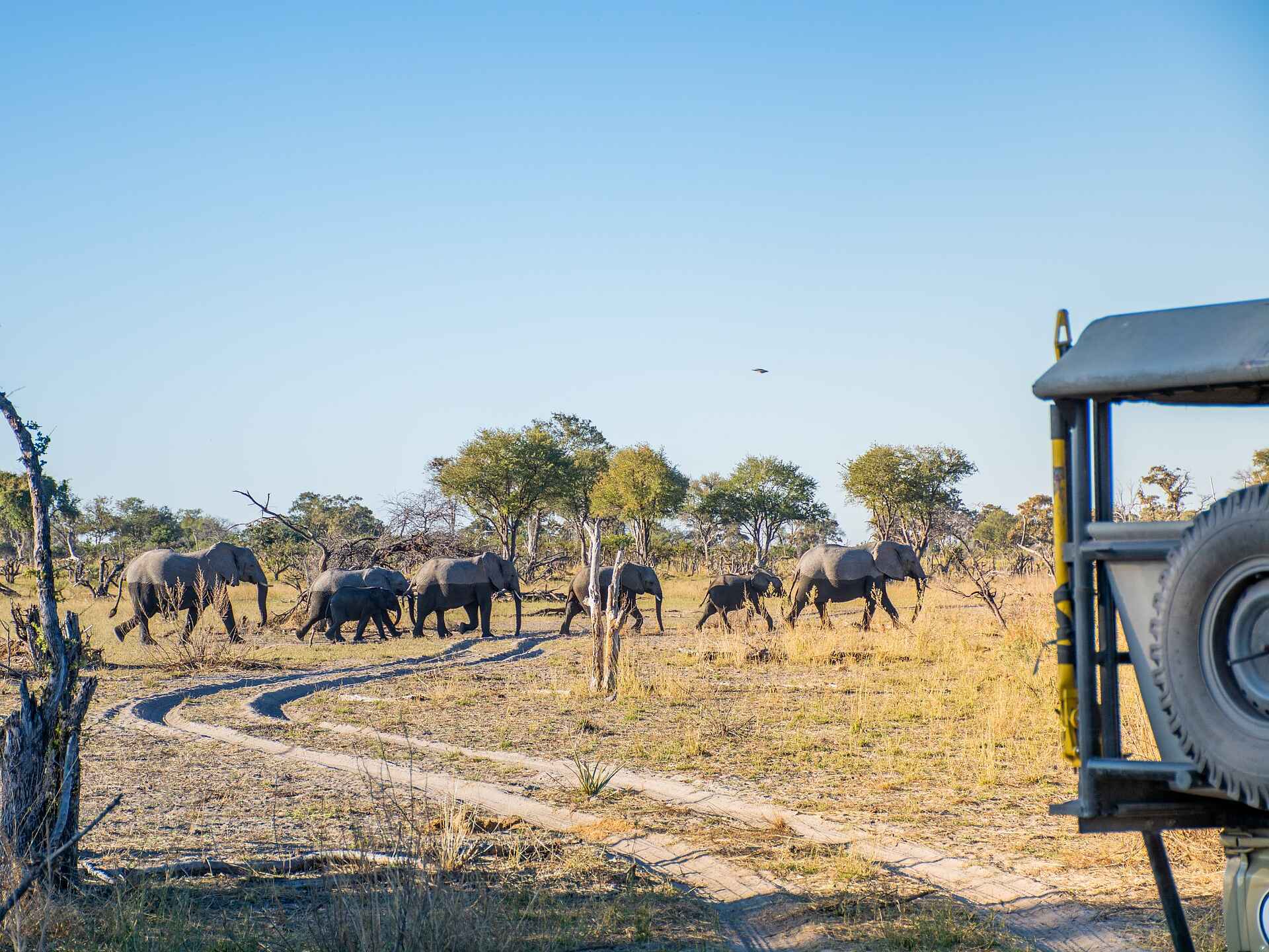 Rra Dinare: Pirschfahrt mit Elefantensichtung
