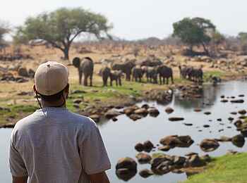Ruaha River Lodge: Elefantenherde am Ruaha Ruaha River Lodge: Elefantenherde am Ruaha