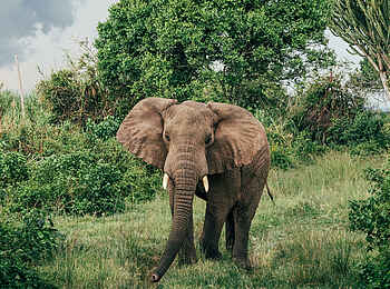 Rubondo Island Camp: Ein Elefant Rubondo Island Camp: Ein Elefant