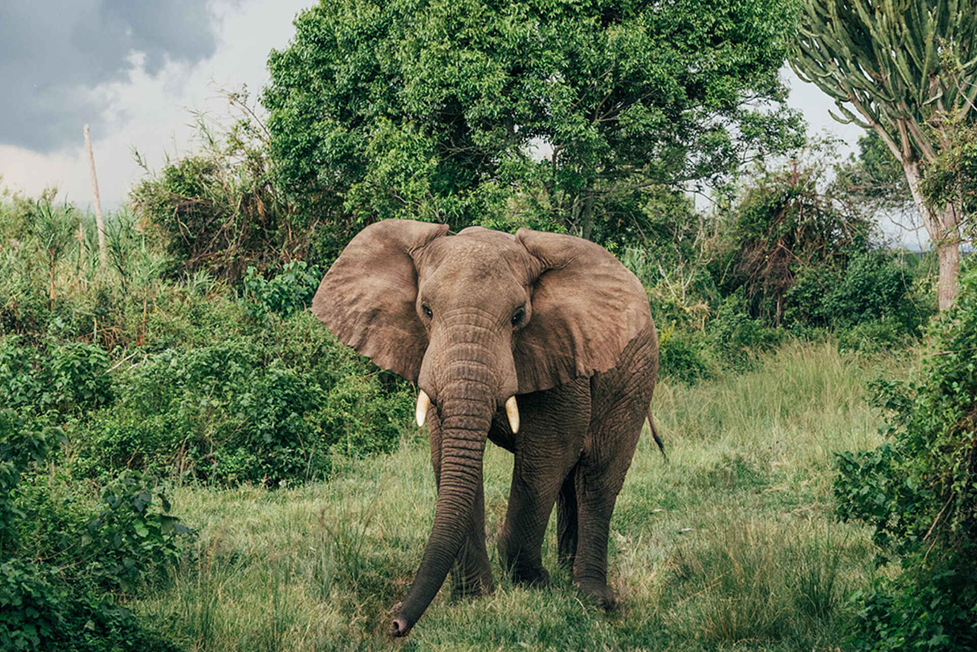 Rubondo Island Camp: Ein Elefant
