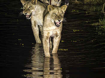 Ruckomechi Camp: Löwen bei Nacht Ruckomechi Camp: Löwen bei Nacht