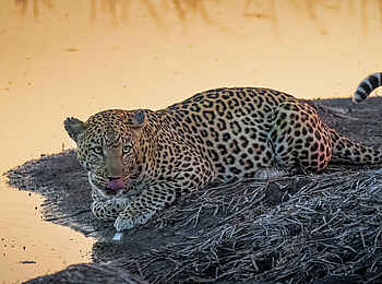 Sable Alley Camp: Leopard am Wasser