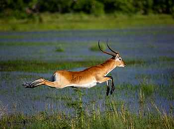 Sable Alley Camp: Red Lechwe Antilope Sable Alley Camp: Red Lechwe Antilope