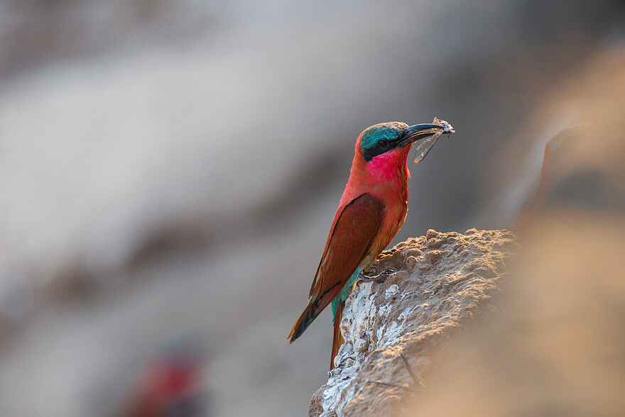 Shawa Luangwa Camp: Carmine Bee-Eater mit Beute Shawa Luangwa Camp: Carmine Bee-Eater mit Beute