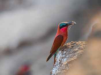 Shawa Luangwa Camp: Carmine Bee-Eater mit Beute Shawa Luangwa Camp: Carmine Bee-Eater mit Beute