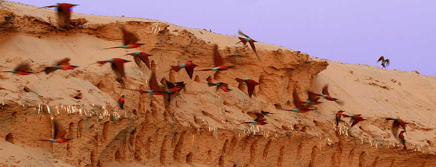 Shenton Carmine Bee Eater Hide: Abflugkante Shenton Carmine Bee Eater Hide: Abflugkante