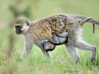 Singita Elela Luxury Lodge: Eine Grüne Meerkatze mit Jungtier Singita Elela Luxury Lodge: Eine Grüne Meerkatze mit Jungtier