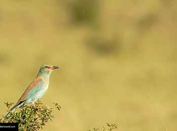 Soroi Cheetah Tented Camp: Gabelracke