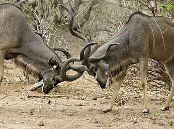 Tlouwana Camp: Zwei rivalisierende Kudus Tlouwana Camp: Zwei rivalisierende Kudus