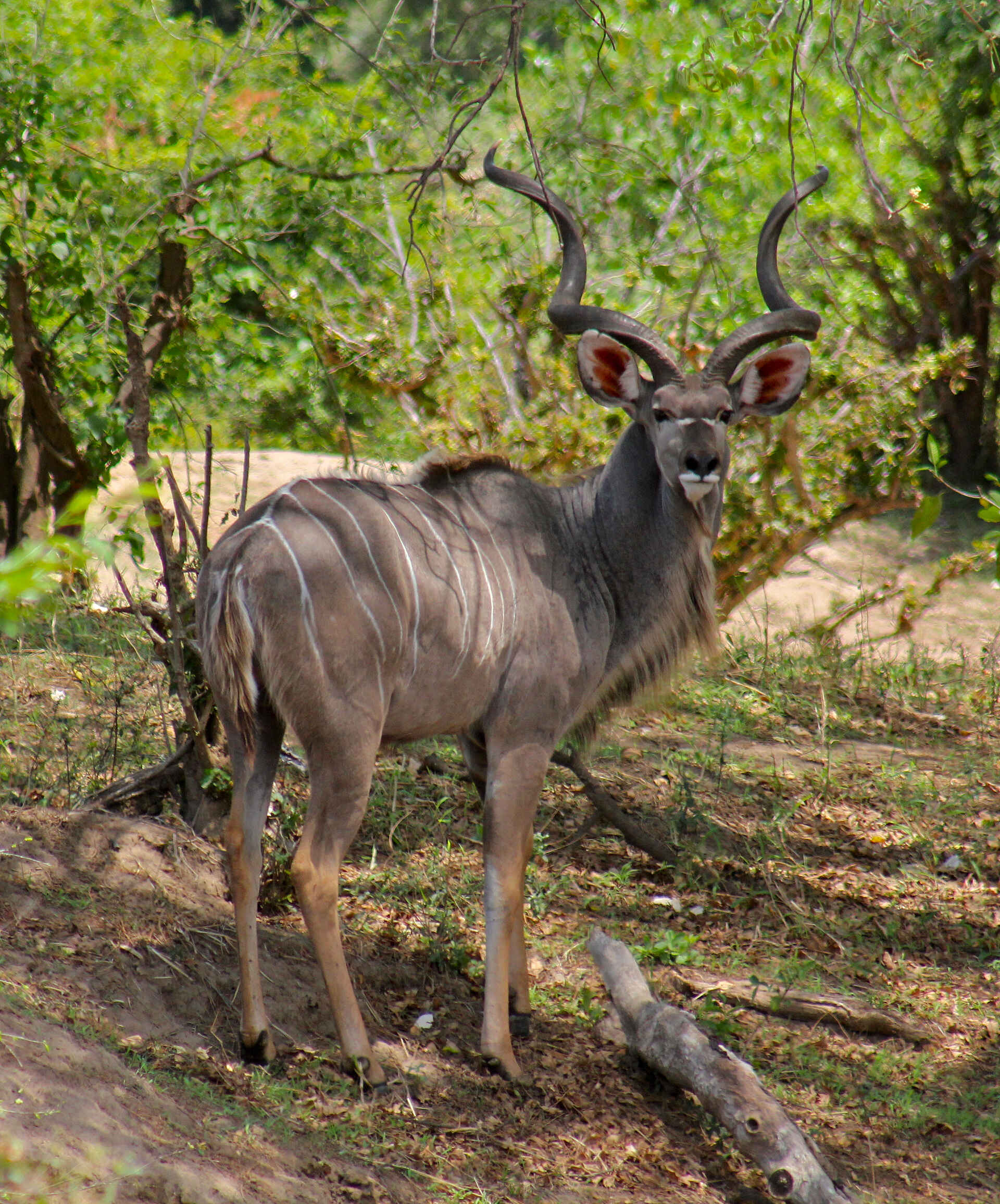 Chilo Ivory Trail Adventure: Reifer Kudu-Bulle Chilo Gorge Safari Lodge, Chilo Ivory Trail Adventure, Game Drive Vehicle, Safari, Tierbeobachtung, Tiere, Vögel, Kudu, afrikarma, Afrikarma Safaris, Afrikarma Safaris - Wildnis. Hautnah., afrikarma.de