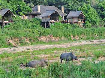 Jock Safari Lodge – Main Lodge: Nashörner vor der Lodge