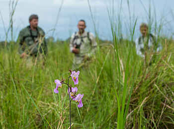 Lango Camp: Sumpfflora Lango Camp: Sumpfflora