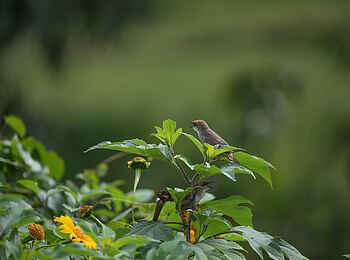 Mahogany Springs Safari Lodge: Vogel im Garten