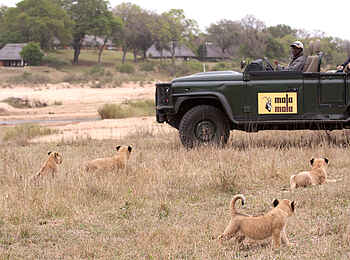 MalaMala Rattrays Camp: Löwenjunge beim Game Drive MalaMala Rattrays Camp: Löwenjunge beim Game Drive