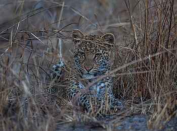Ntemwa Busanga Bushcamp: Junger Leopard im trockenen Gras