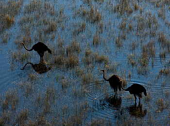 Selinda Explorers Camp: Strauße im Spillway Selinda Explorers Camp: Strauße im Spillway