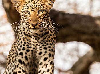 Amanzi Camp: Ein Leopard im Baum Amanzi Camp: Ein Leopard im Baum