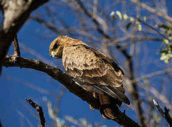 Amanzi Camp: Lauernder Greifvogel Amanzi Camp: Lauernder Greifvogel