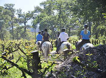 Boschendal Wine Estate: Zu Pferd unterwegs