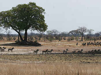 Camp Hwange: Zebras vom Camp aus gesehen