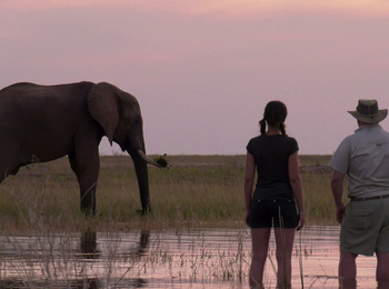 Changa Safari Camp: Ein Elefant aus nächster Nähe Changa Safari Camp: Ein Elefant aus nächster Nähe